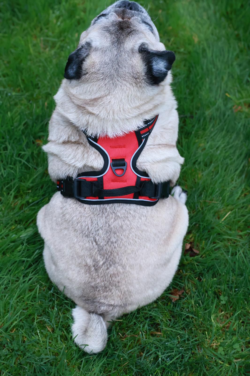 Paw Élégance – No-Pull Reflective Control Harness for Large Dogs
