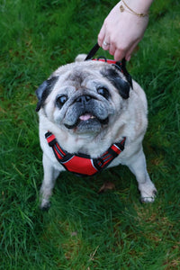 Paw Élégance – No-Pull Reflective Control Harness for Large Dogs