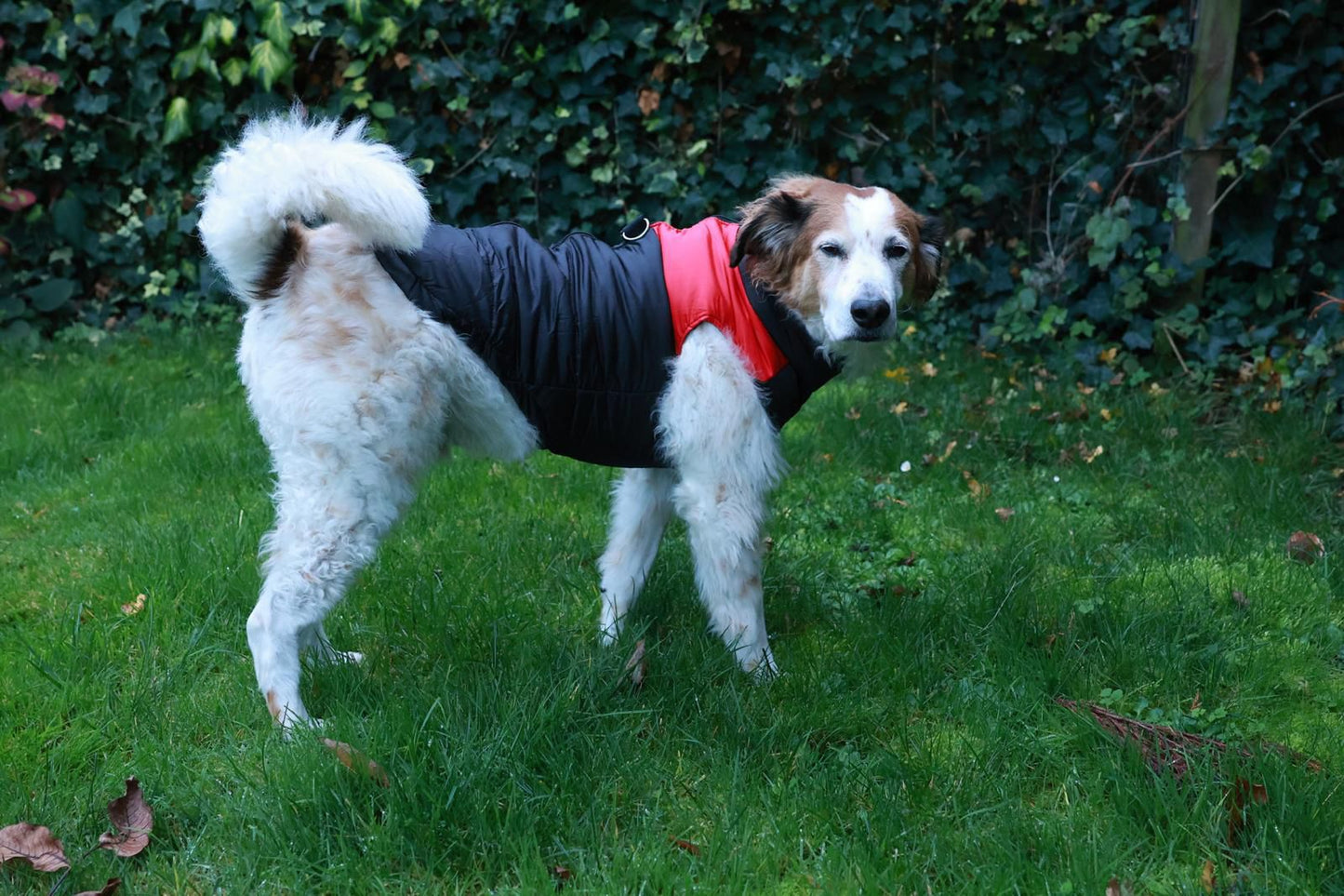 Paw Élégance™ Winter Comfort Vest – Waterproof, Warm & Stylish Protection